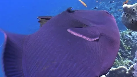 Extremely Close Up Of Blue Triggerfish (Pseudobalistes fuscus) Stock Footage 291212283