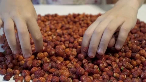 Extremely close-up, children's hands clean and sort ripe strawberries Stock Footage 111414722