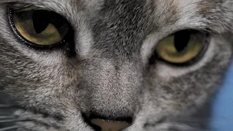 An Extremely Close-up of a Cute Gray Cat With Big Eyes. Sweet, Cute Cat. Stock Footage 234334127