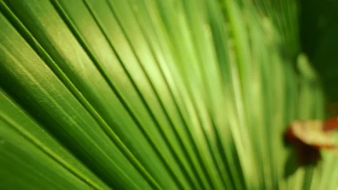 Extremely close-up, detailed. palm leaves. abstract natural background Stock Footage 144332806