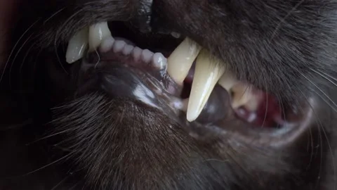 Extremely close-up, detailed. white teeth, grin of a Black cat Stock Footage 144330953