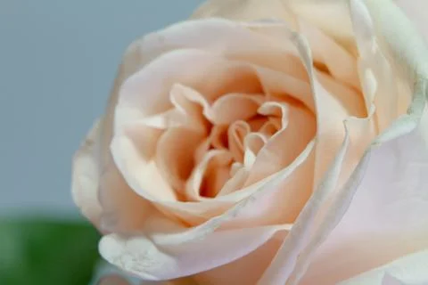 Extremely close up frame of a white pink rose on a gray background, greeting  Foto stock