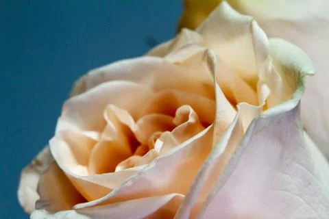 Extremely close up frame of a white pink rose on a gray background, greeting  Stock Photos