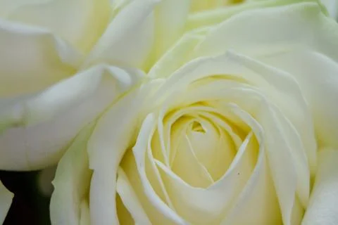 Extremely close up frame of a white roses on a gray background, greeting card Stock Photos