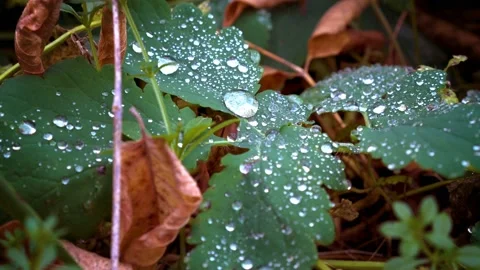 Extremely close - up of large drops of water that lie on green leaves Stock Footage 97330307