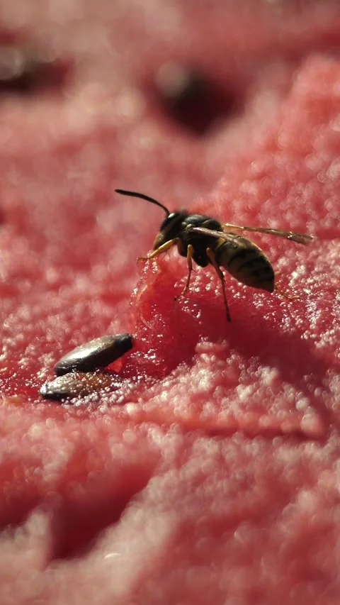 Extremely close-up macro video of a bee crawling on a watermelon. Stock Footage 338338178