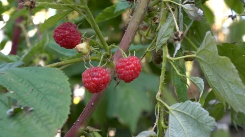 Extremely close-up of red, ripe raspberries that hang on a branch on a Sunny day Video stock 97385844