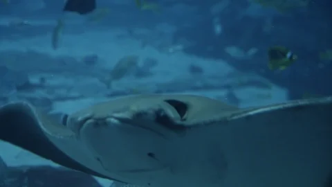 Extremely close up shot of cramp fish in deep blue water of tank aquarium Stock Footage 96109596