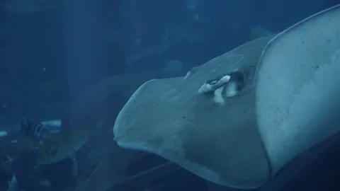 Extremely close up shot cramp fish swimming in deep blue water in tank aquarium Stock Footage 96110413