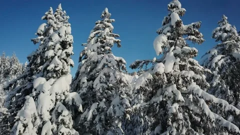 Extremely close to snowy trees in Swiss Alps. Beautiful mountains in winter time Stock Footage 224537980