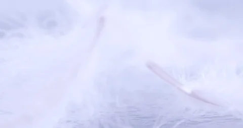 Extremely close up a soft white feather as dreamy background , 4K Dci resolut Stock Footage 91774599