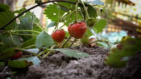 Extremely close-up of strawberries, which hangs in the shade on a green Bush  Video stock 97390855