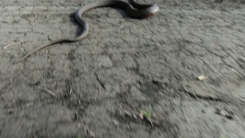 Extremely close-up video snake (viper), which is rapidly trying to crawl away. Stock Footage 106235265