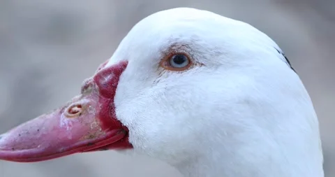 Extremely close up view of white duck. 4K Video Video stock 188551006