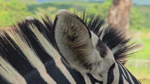Extremely close-up of zebra eye and face. Stock Footage 305817103