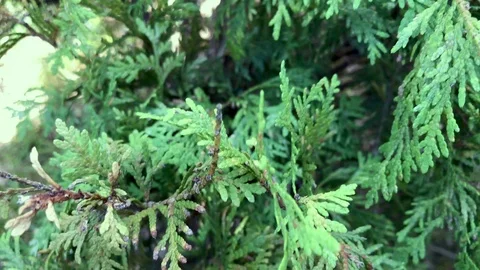 Extremely closeup of thuja Stock Footage 112923852
