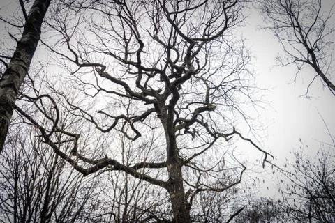 Extremely crooked tree without leaves Stock Photos