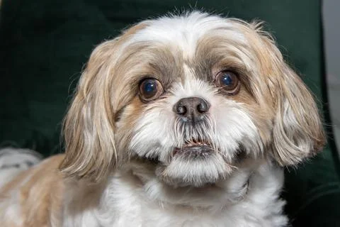 An extremely cute and fluffy small Shih Tzu Dog Breed dog looking happy Stock Photos