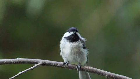 Extremely cute rotund black-capped chickadee perches on one foot on a branch Vídeos de archivo 157366692