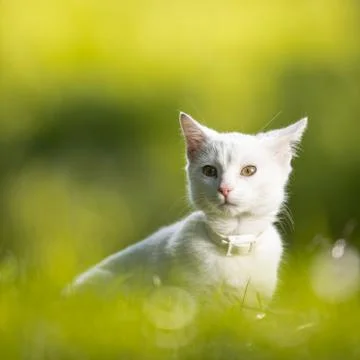 Extremely cute white kitten on a lovely meadow, playing outside - sweet domes Photos