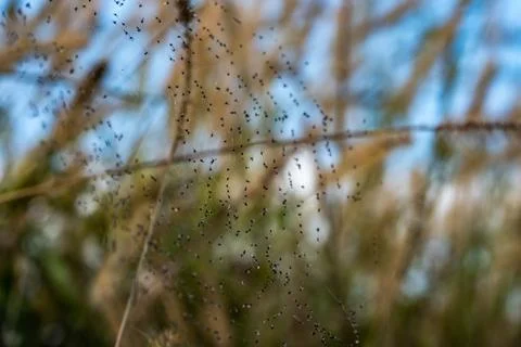 Extremely delicate spider web containing dozens of tiny insect Foto stock