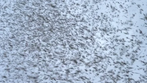 Extremely dense midge bug insect swarm c... | Stock Video | Pond5