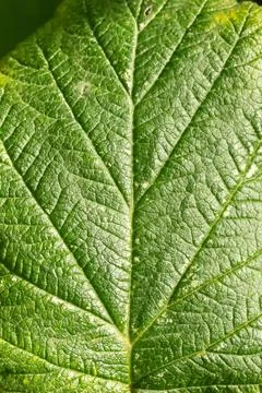 Extremely detailed macro on the venation network of a juicy green leaf Stockfoto's