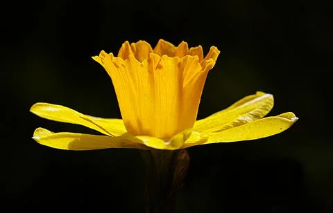 Extremely eye-catching with its blurred and darkened background, This flower Stock Photos