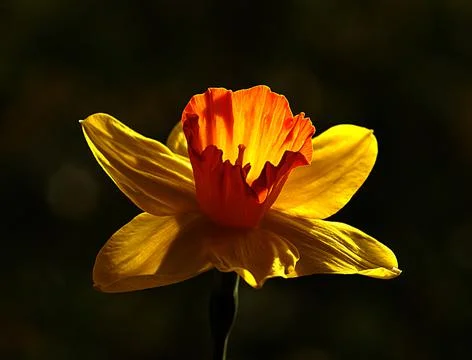 Extremely eye-catching with its blurred and darkened background, This flower Stock-Fotos