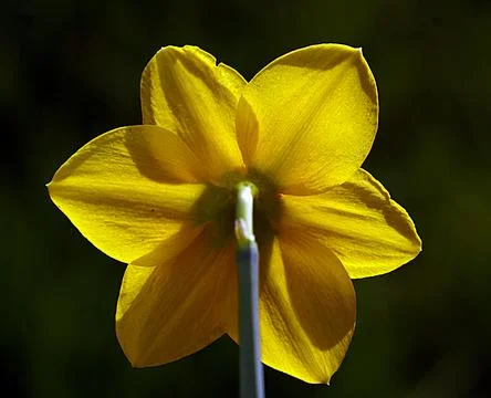 Extremely eye-catching with its blurred and darkened background, This flower Stock Photos