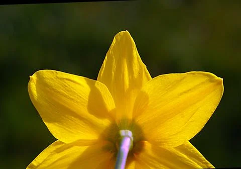 Extremely eye-catching with its blurred and darkened background, This flower Stock Photos