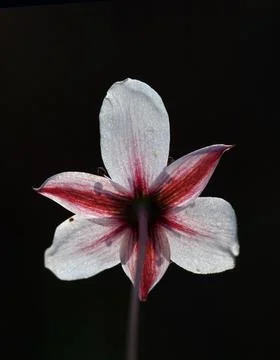 Extremely eye-catching with its blurred and darkened background, This flower Stock Photos