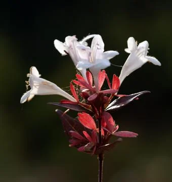 Extremely eye-catching with its blurred and darkened background, This flower Stock Photos