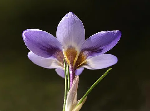 Extremely eye-catching with its blurred and darkened background, This flower Stock Photos