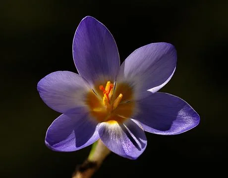 Extremely eye-catching with its blurred and darkened background, This flower Stock Photos
