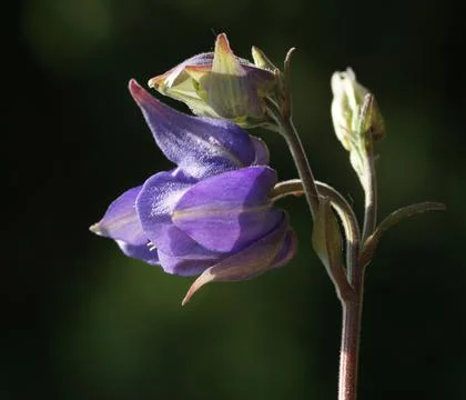 Extremely eye-catching with its blurred and darkened background, This flower Stock Photos