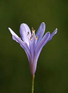 Extremely eye-catching with its blurred and darkened background, This flower Stock Photos