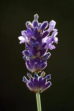 Extremely eye-catching with its blurred and darkened background, This flower Stock Photos