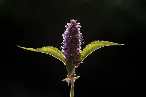 Extremely eye-catching with its blurred and darkened background, This flower Stock Photos