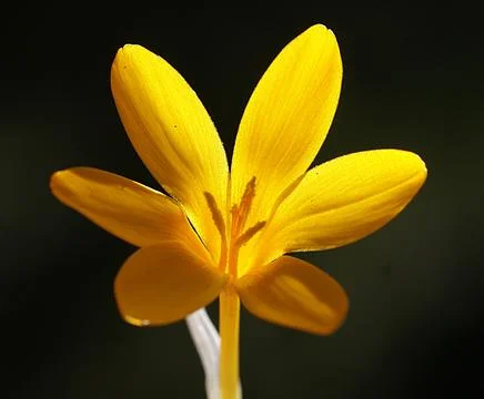 Extremely eye-catching with its blurred and darkened background, This flower Stock Photos