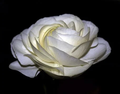 Extremely eye-catching with its blurred and darkened background, This flower Stock-Fotos