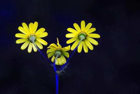 Extremely eye-catching with its blurred and darkened background, This flower Stock Photos