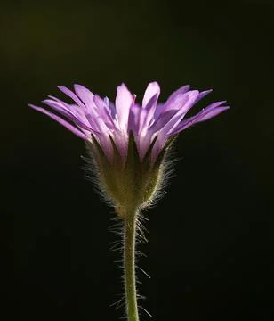 Extremely eye-catching with its blurred and darkened background, This flower Stock Photos