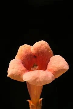 Extremely eye-catching with its blurred and darkened background, This flower Stock Photos