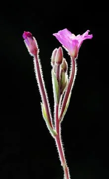 Extremely eye-catching with its blurred and darkened background, This flower Stock Photos