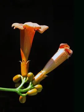 Extremely eye-catching with its blurred and darkened background, This flower Stock Photos