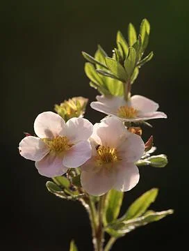 Extremely eye-catching with its blurred and darkened background, This flower Stock Photos