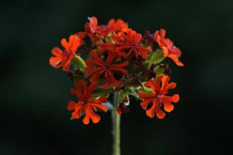 Extremely eye-catching with its blurred and darkened background, This flower Foto stock