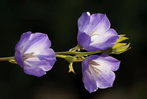 Extremely eye-catching with its blurred and darkened background, This flower Foto stock