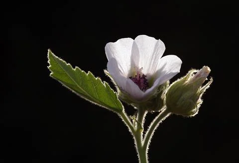Extremely eye-catching with its blurred and darkened background, This flower Stock Photos